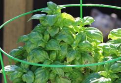 Para verip de fesleğen almayın! Yemekler şenlenecek, üstelik topraksız yetişiyor