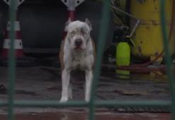 İstanbul'da Pitbull dehşeti! Sahibini ve arkadaşını hastanelik etti