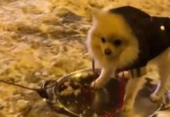 İstanbul'da karda renkli görüntüler; kimi kardan çiğ köfte yaptı kimi köpeğini tepsiyle kaydırdı