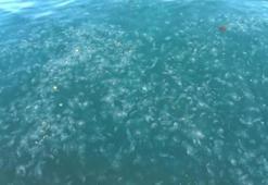 Sarıyer sahilini denizanaları sardı! Binlercesi kıyıya vurdu