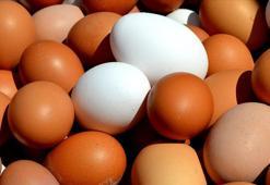 Sofralık yumurta ihracatında kilogram başına 50 sent kesinti yapılacak