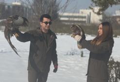 Uzman ellerde iyileştirilen kızıl şahinler yeniden gökyüzüyle buluşacak