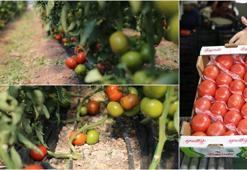 Kumluca ve Finike'nin domateslerini "dünya" tadıyor