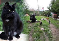 ‘Kedi Köyü’ için yeni adım! 'Kitap sayımı çoğalttım'