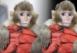 Sınırda 2 maymun yakalandı! Hangi ile götürülecekleri belli oldu