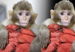 Sınırda 2 maymun yakalandı! Hangi ile götürülecekleri belli oldu