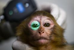 Gümrükte ele geçirilen 2 maymun yavrusu yeni yuvalarına yerleştirildi