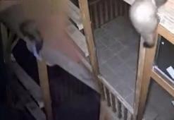 Nesli tehlike altında! Bağ evine girmeye çalışırken kameraya yakalandılar