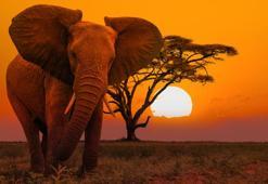 Filler neden zıplayamaz? Aslında hiç ihtiyaçları yokmuş