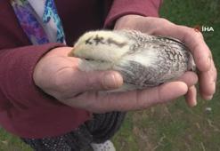 Görenleri şaşırttı: Civciv ay yıldız figürüyle doğdu