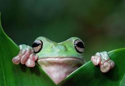 Kurbağalar yemek yerken gözlerini neden kullanır?