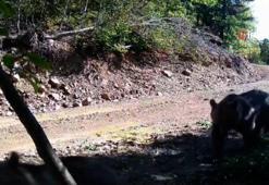 Fotokapanı sökmeye çalışan ayı kaydedildi