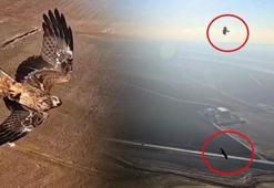 Kızıl şahinlerin dronla savaşı! Bütün sürüyü arkalarına takıp saldırıyor