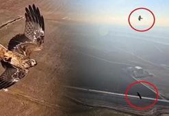 Kızıl şahinlerin dronla savaşı! Bütün sürüyü arkalarına takıp saldırıyor