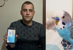 Kaybolan kuşunu getirene ödül verecek! 'Evladımdan farkı yoktu’