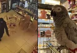 İstanbul'da ilginç anlar: Papağını çalıp, kayıplara karıştı