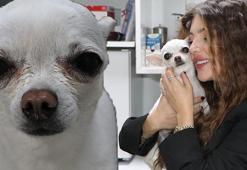 Horlamasıyla sahibini uyutmadı! İşte Mini’nin mucizevi dönüşümü