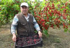 Turfanda yetişen karadutun yüzde 70'i ihraç ediliyor