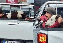 Buzağına kamyonetin kasasında sarılmıştı… Minik çobanın yürek ısıtan hikayesi