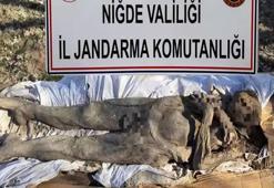 Niğde'de şoke eden olay! Orta Çağ'a ait mumyayı satmaya çalışırken yakalandılar: 6 kişi gözaltına alındı