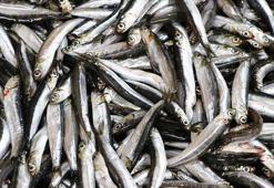 Hamsi ihracatından 7 milyon 217 bin dolar gelir