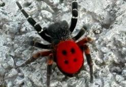 Kırmızı listede uyer alıyordu! 'Zehirli Uğur Böceği Örümceği' Elazığ’da görüldü