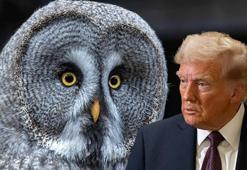 450 bin baykuşu öldürme planı! Trump'a mektup: 1,3 milyar dolar harcanacak