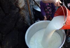 Toplanan inek sütü miktarı ocakta artış gösterdi