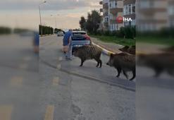 Domuz sürüsünün rahatlığı şaşırttı