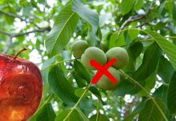 Meyve ağacının yanına ekince verimi sıfırlıyor! Naneler saksıya, çimin sonu zarar