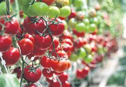 Yıllık 1.2 milyar liralık katkı gelecek