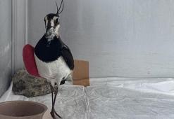 Samsun'da kanadı kırılan kız kuşuna özenli tedavi