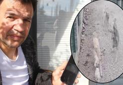 Kayıp kedi ile ilgili kahreden detay ortaya çıktı! 'Hiçbir parçasını bulamadık'