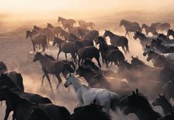 Doğaya direnip yeniden var olanlar: Yılkı atları