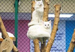 Van’ın ‘pişik’leri ve uçan ‘inci’leri