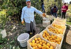 Zirai dondan kurtulan limon bahçede 15 TL'den alıcı buluyor