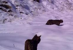 Türkiye'nin gizemli kedisi görüntülendi! İşte fotokapana yansıyan o an