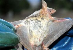 Brezilya'daki yarasalarda yeni tip koronavirüs keşfedildi