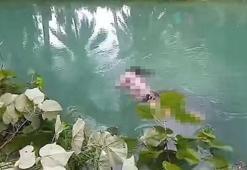 Endonezya' da ürperten görüntü! Arkadaşlarıyla ıspanak toplayan kadını timsah parçaladı