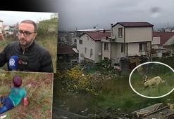Yalova'da dehşet! 5 yaşındaki çocuğu köpeklerin ağzından zor aldılar