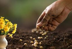 Vaktinde ekince çiçekler coşuyor! Eviniz böyle cennet bahçesine dönecek