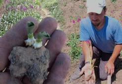 Şehirde duramadı, çocukken topladığı salebe koştu! 'Getirisi 13 milyon lira'