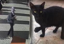 Mahallelinin baktığı 'Karam' geri geldi! Kediyi götüren kadın ile ilgili gerçek ortaya çıktı