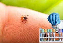 Baharın korkulu rüyası! Keneler en çok bu kan grubuna geliyor, çözümü var