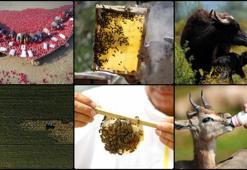 Türkiye, tarımsal hasılada dünyada 8. sırada yer alıyor