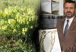 Türk bilim insanı Tunceli'de keşfetti: Onosma zaferkayae