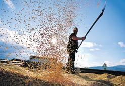 ‘GDO’lu tohum Türkiye’de yasak’