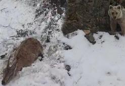 Boz ayı, yaralı dağ keçisini avlamak üzereydi! Giresun'da inanılmaz anlar...