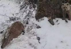 Dağ keçisini ayıya yem olmaktan kurtardı