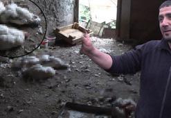 Yer: Rize! Kümeste katliam: Onlarca hayvan telef oldu